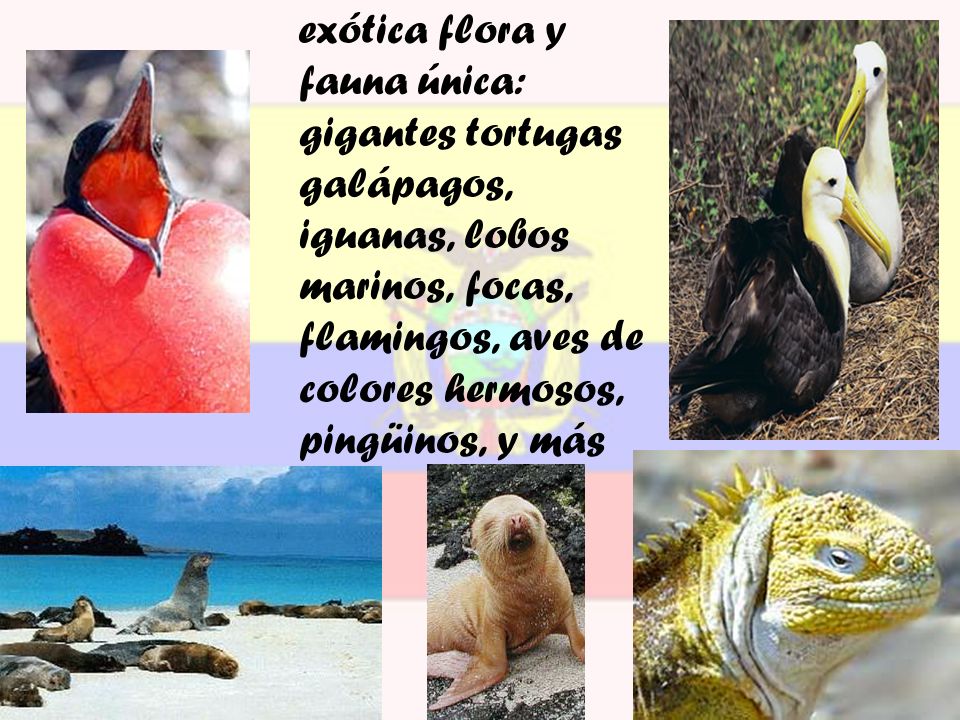 exótica flora y fauna única: gigantes tortugas galápagos, iguanas, lobos marinos, focas, flamingos, aves de colores hermosos, pingüinos, y más