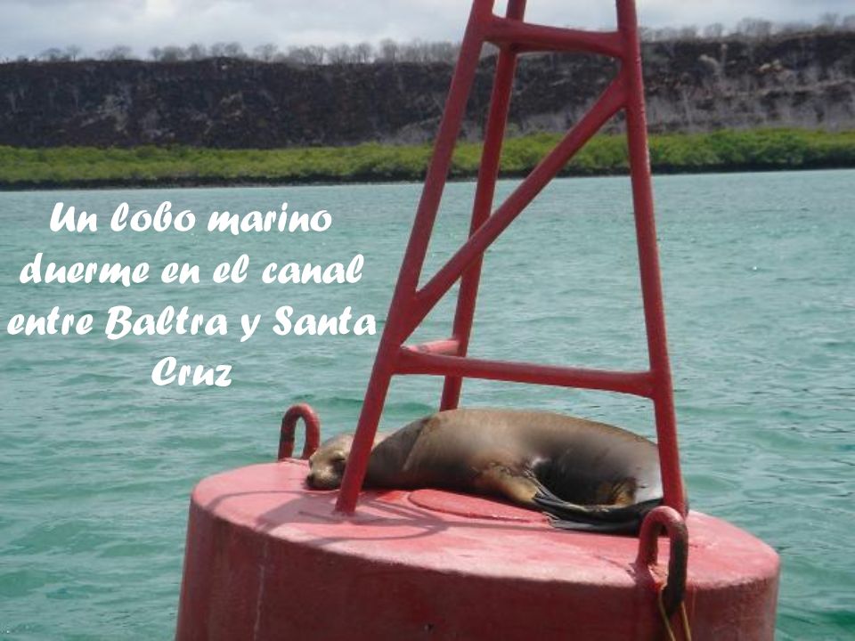 Un lobo marino duerme en el canal entre Baltra y Santa Cruz