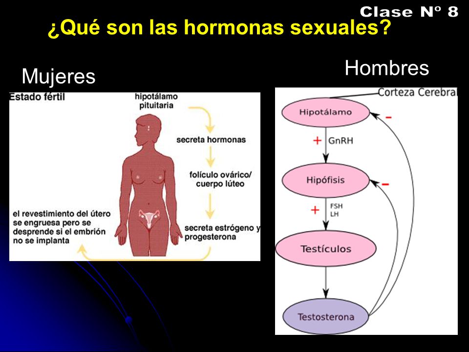 Clase Nº 8 ¿Qué son las hormonas sexuales Hombres Mujeres