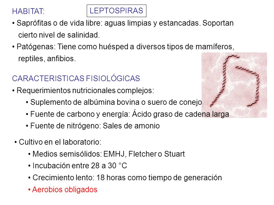 LEPTOSPIRAS HABITAT: Saprófitas o de vida libre: aguas limpias y estancadas. Soportan. cierto nivel de salinidad.