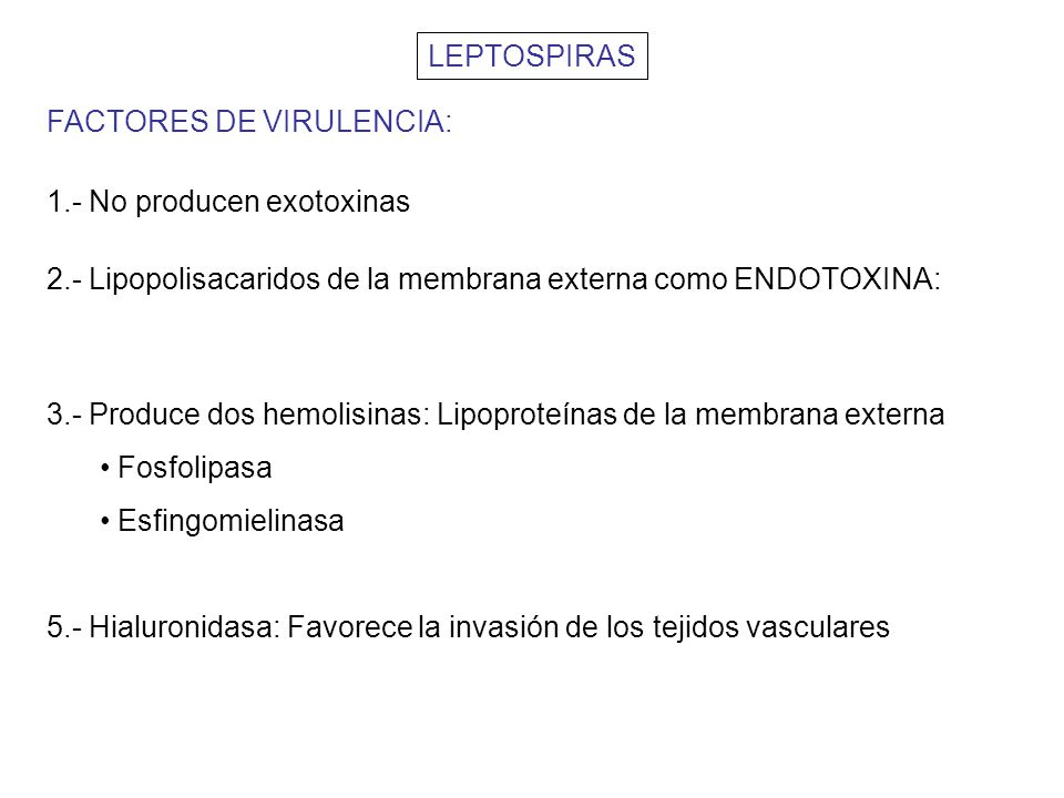 LEPTOSPIRAS FACTORES DE VIRULENCIA: 1.- No producen exotoxinas. 2.- Lipopolisacaridos de la membrana externa como ENDOTOXINA: