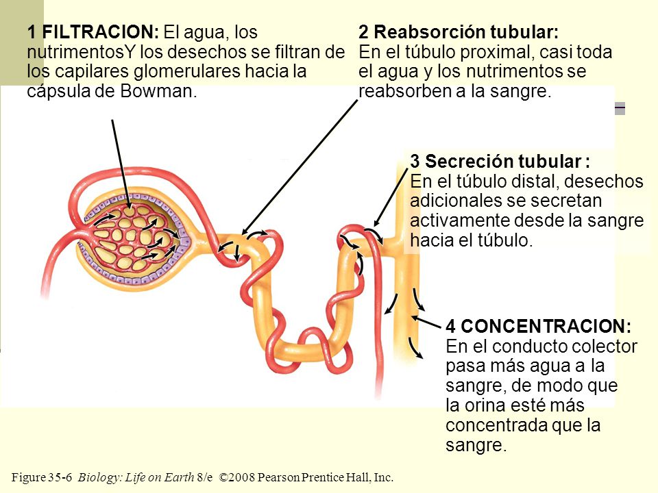 1 FILTRACION: El agua, los nutrimentosY los desechos se filtran de