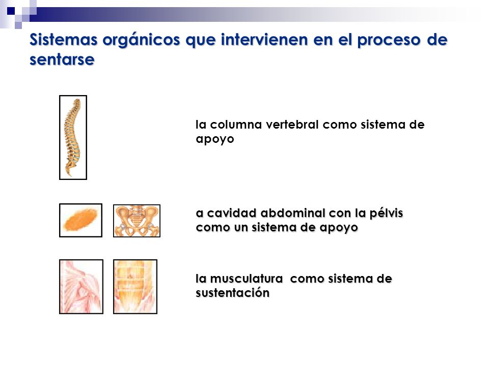 Sistemas orgánicos que intervienen en el proceso de sentarse