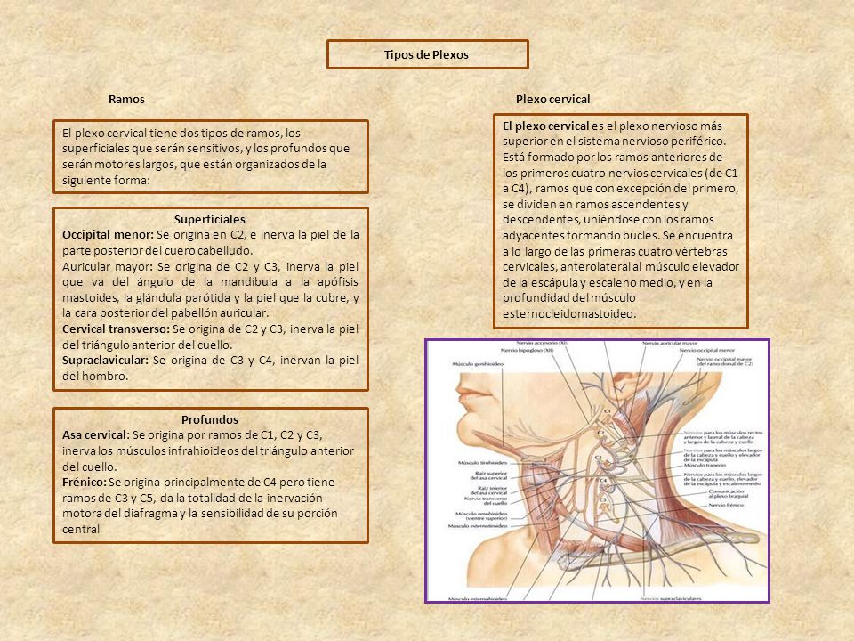 Tipos de Plexos Ramos. Plexo cervical.