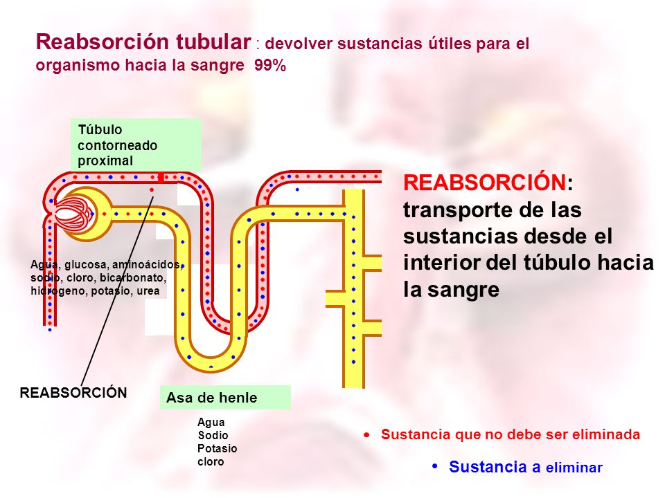 Reabsorción tubular : devolver sustancias útiles para el organismo hacia la sangre 99%