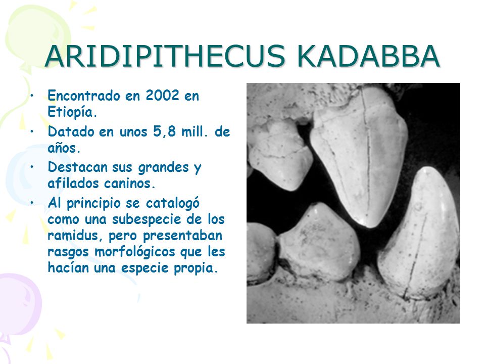 ARIDIPITHECUS KADABBA