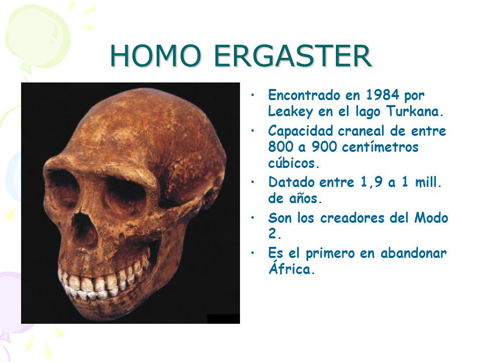 HOMO ERGASTER Encontrado en 1984 por Leakey en el lago Turkana.