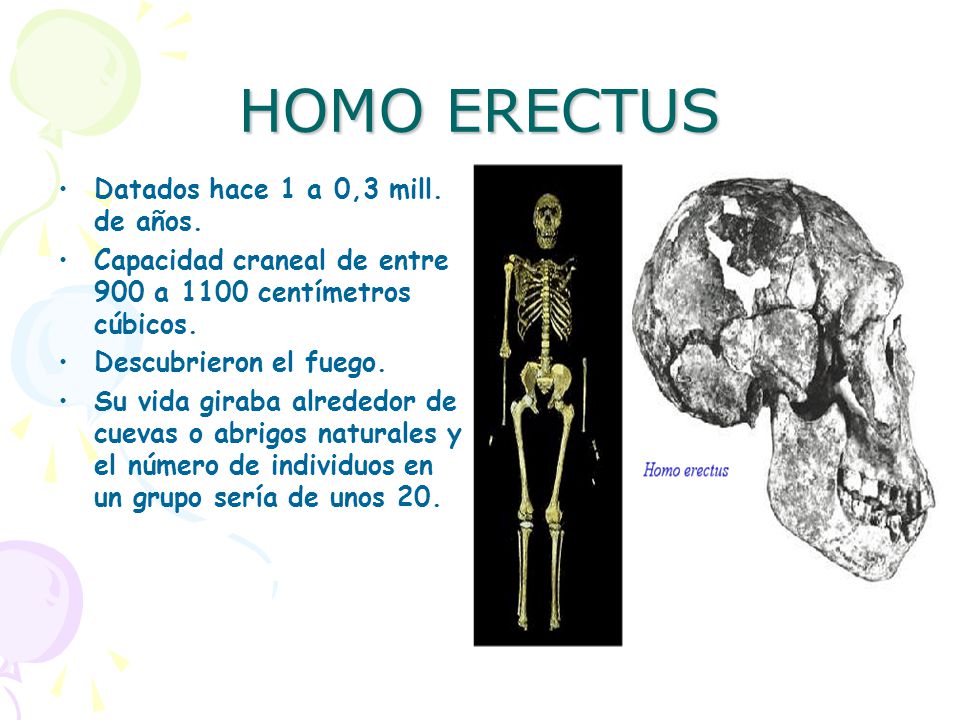 HOMO ERECTUS Datados hace 1 a 0,3 mill. de años.