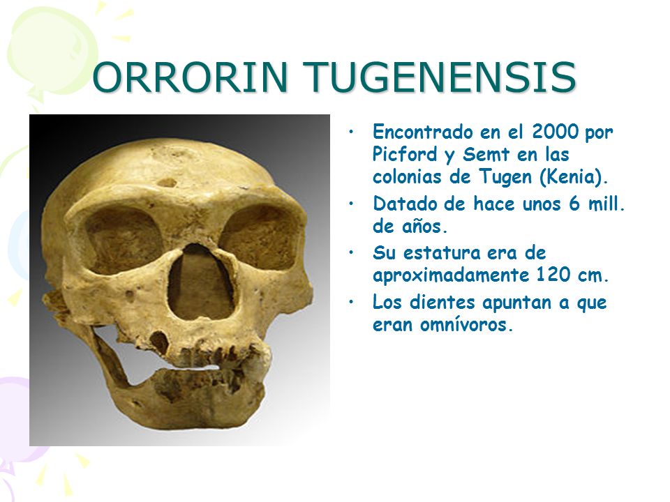 ORRORIN TUGENENSIS Encontrado en el 2000 por Picford y Semt en las colonias de Tugen (Kenia). Datado de hace unos 6 mill. de años.