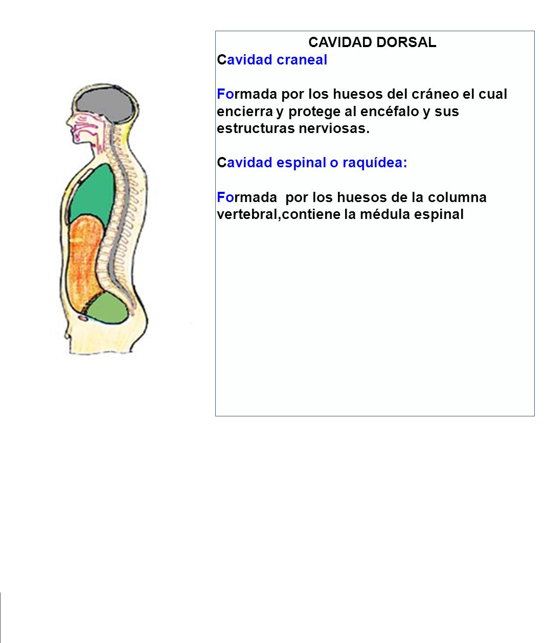 CAVIDAD DORSAL Cavidad craneal. Formada por los huesos del cráneo el cual encierra y protege al encéfalo y sus estructuras nerviosas.