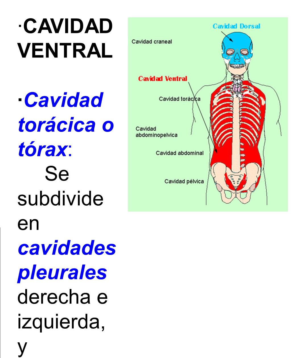 ·CAVIDAD VENTRAL ·Cavidad torácica o tórax: Se subdivide en cavidades pleurales derecha e izquierda, y mediastino.