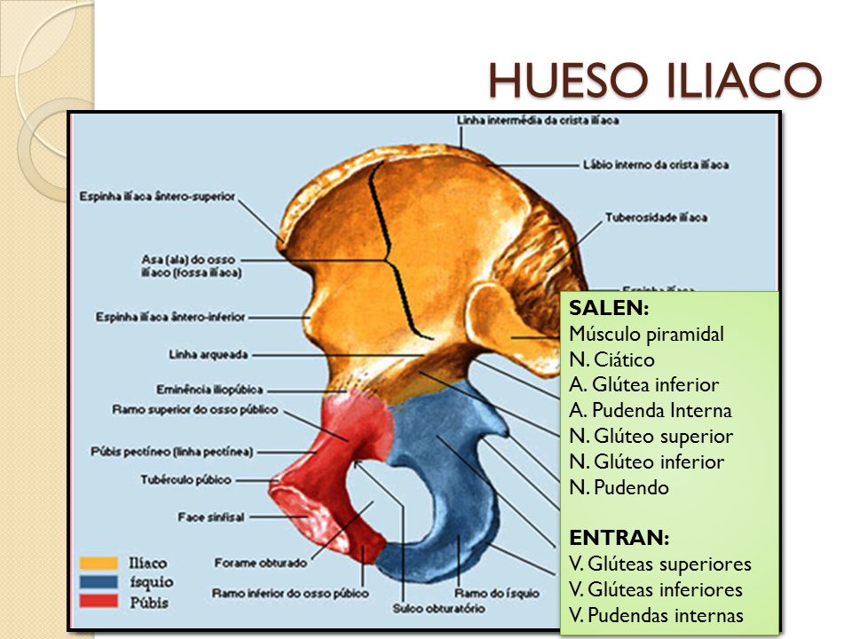 HUESO ILIACO SALEN: Músculo piramidal N. Ciático A. Glútea inferior