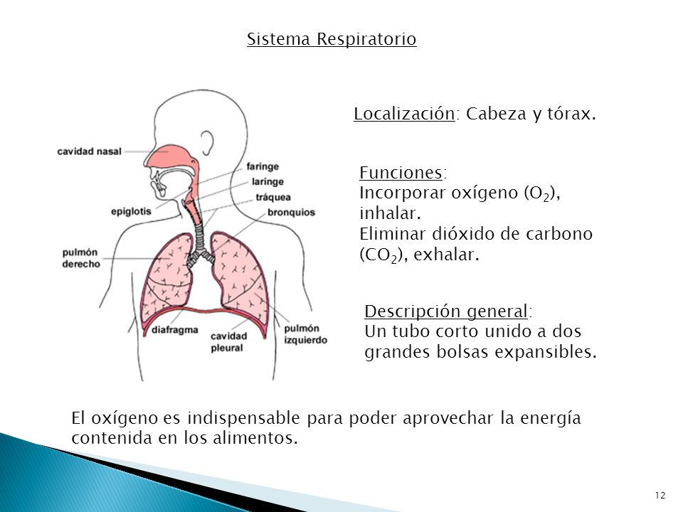 Sistema Respiratorio Localización: Cabeza y tórax. Funciones: Incorporar oxígeno (O2), inhalar. Eliminar dióxido de carbono (CO2), exhalar.