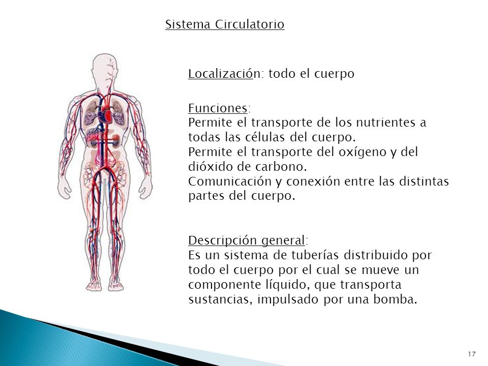 Sistema Circulatorio Localización: todo el cuerpo. Funciones: Permite el transporte de los nutrientes a todas las células del cuerpo.