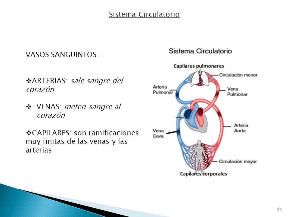 Sistema Circulatorio VASOS SANGUINEOS: ARTERIAS: sale sangre del corazón. VENAS: meten sangre al corazón.