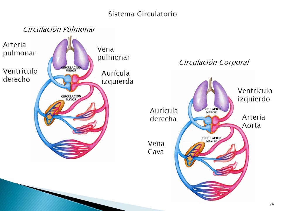 Sistema Circulatorio Circulación Pulmonar. Arteria pulmonar. Vena pulmonar. Circulación Corporal.