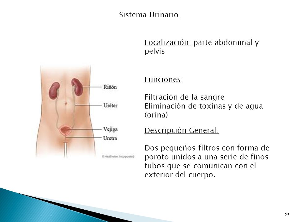 Sistema Urinario Localización: parte abdominal y pelvis. Funciones: Filtración de la sangre. Eliminación de toxinas y de agua (orina)