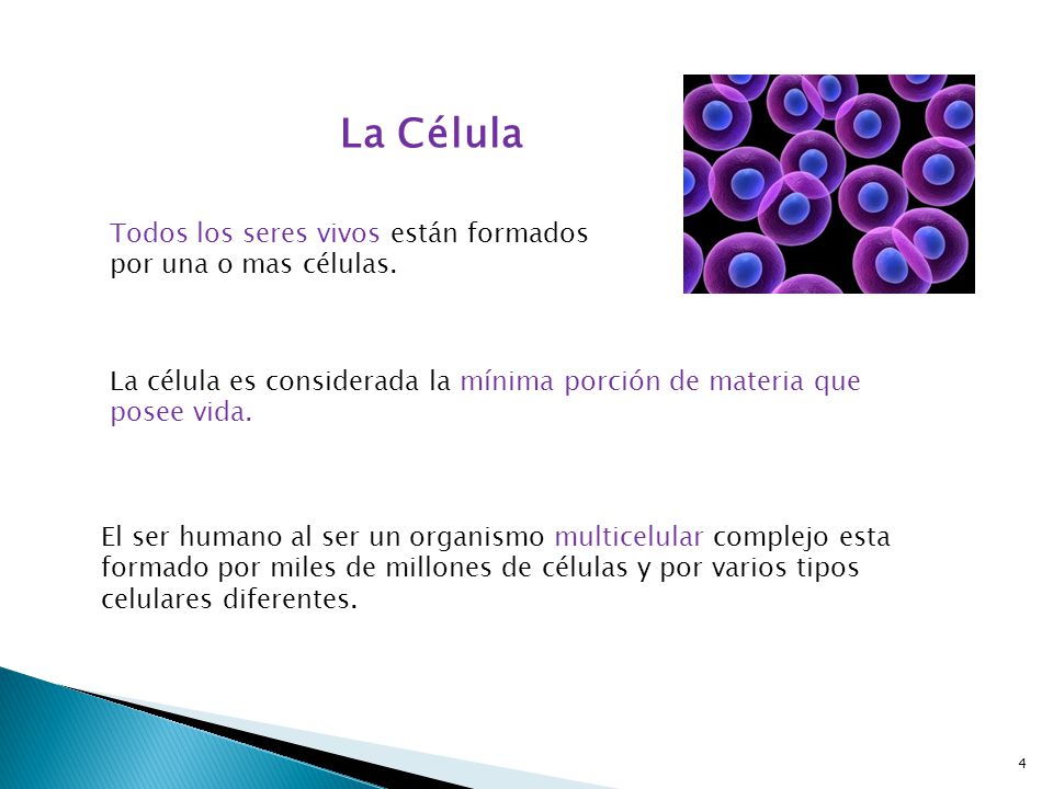 La Célula Todos los seres vivos están formados por una o mas células.