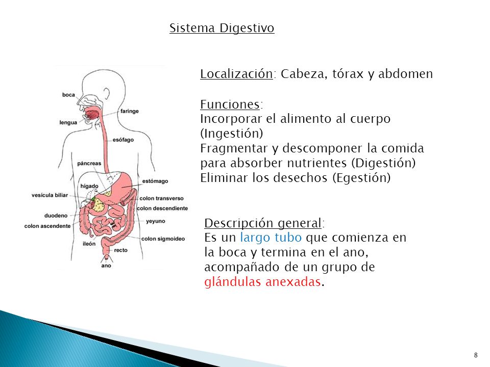 Sistema Digestivo Localización: Cabeza, tórax y abdomen. Funciones: Incorporar el alimento al cuerpo (Ingestión)