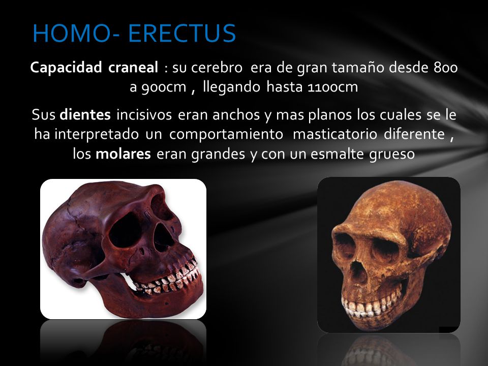HOMO- ERECTUS Capacidad craneal : su cerebro era de gran tamaño desde 800 a 900cm , llegando hasta 1100cm.