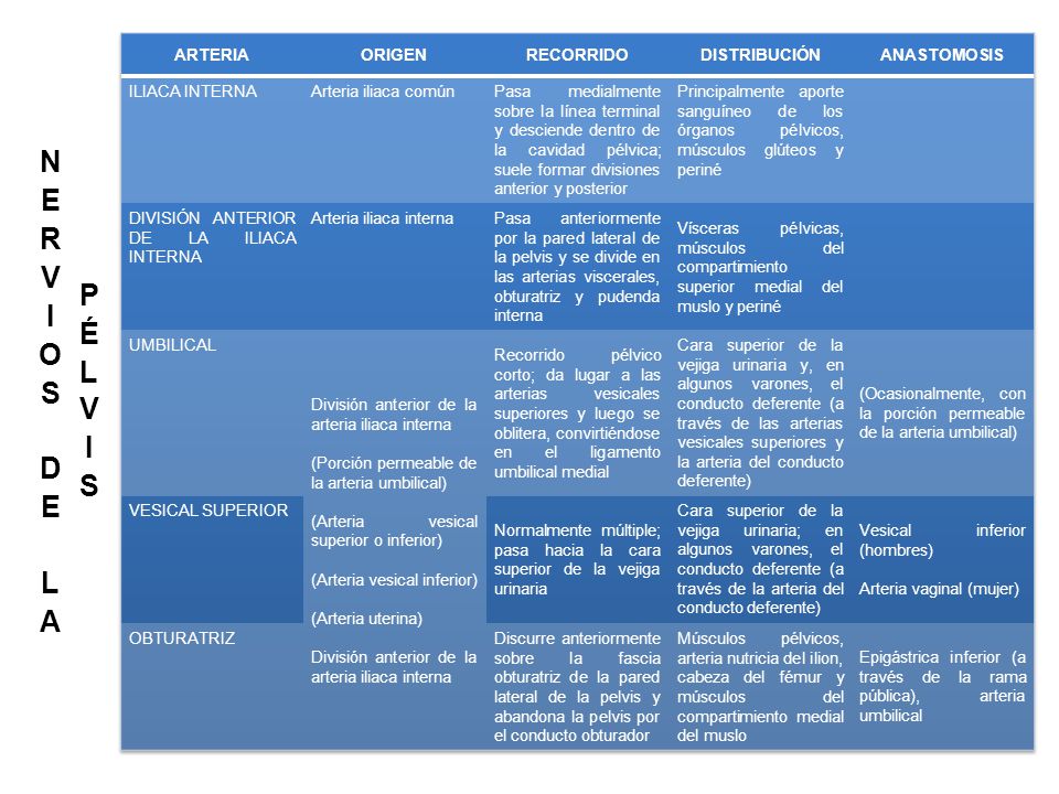 NERVIOS DE LA PÉLVIS ARTERIA ORIGEN RECORRIDO DISTRIBUCIÓN ANASTOMOSIS