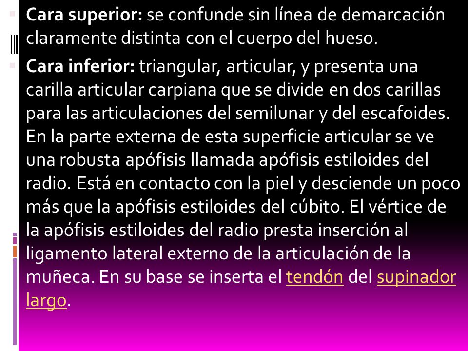 Cara superior: se confunde sin línea de demarcación claramente distinta con el cuerpo del hueso.