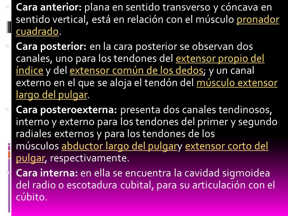 Cara anterior: plana en sentido transverso y cóncava en sentido vertical, está en relación con el músculo pronador cuadrado.