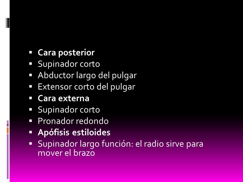 Cara posterior Supinador corto. Abductor largo del pulgar. Extensor corto del pulgar. Cara externa.
