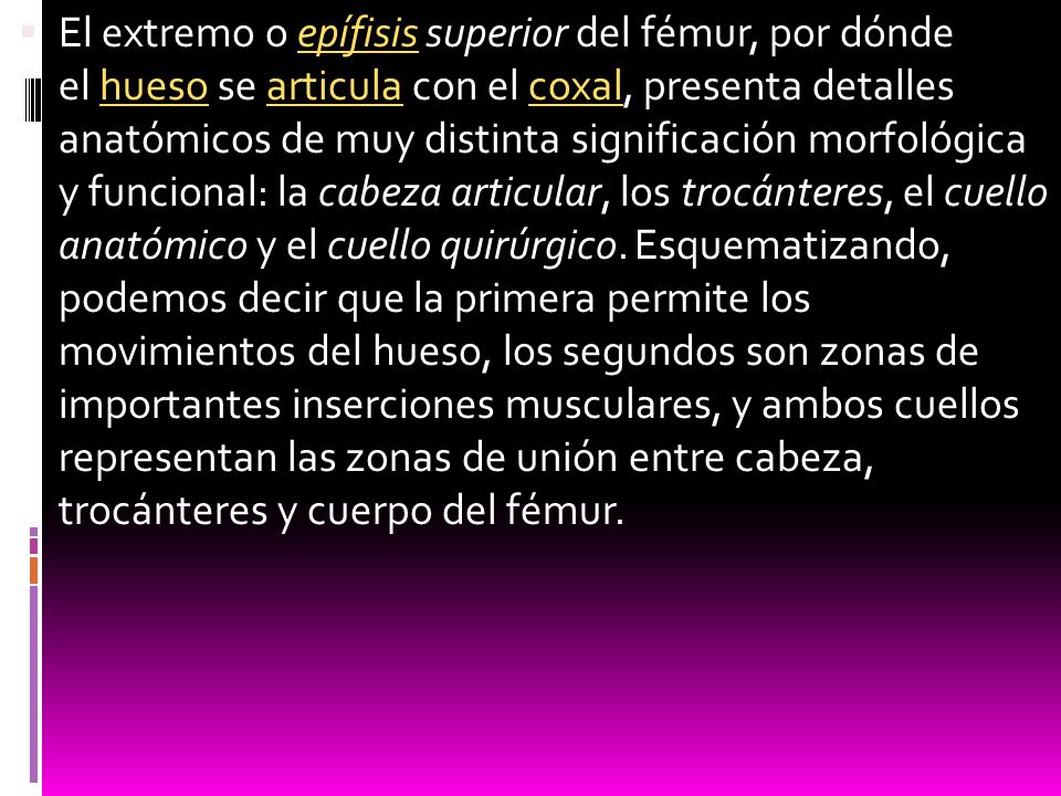 El extremo o epífisis superior del fémur, por dónde el hueso se articula con el coxal, presenta detalles anatómicos de muy distinta significación morfológica y funcional: la cabeza articular, los trocánteres, el cuello anatómico y el cuello quirúrgico.