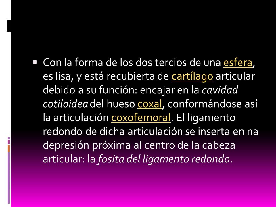 Con la forma de los dos tercios de una esfera, es lisa, y está recubierta de cartílago articular debido a su función: encajar en la cavidad cotiloidea del hueso coxal, conformándose así la articulación coxofemoral.