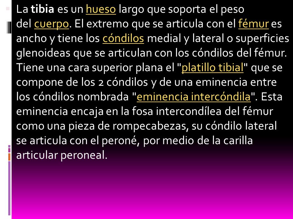 La tibia es un hueso largo que soporta el peso del cuerpo