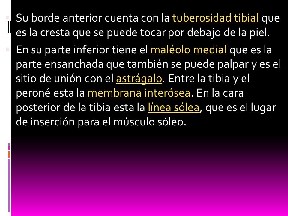 Su borde anterior cuenta con la tuberosidad tibial que es la cresta que se puede tocar por debajo de la piel.