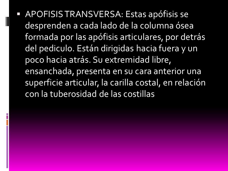 APOFISIS TRANSVERSA: Estas apófisis se desprenden a cada lado de la columna ósea formada por las apófisis articulares, por detrás del pediculo.