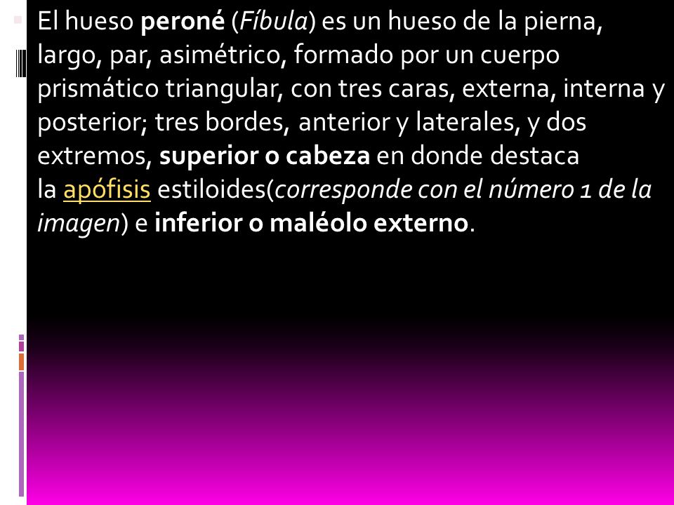 El hueso peroné (Fíbula) es un hueso de la pierna, largo, par, asimétrico, formado por un cuerpo prismático triangular, con tres caras, externa, interna y posterior; tres bordes, anterior y laterales, y dos extremos, superior o cabeza en donde destaca la apófisis estiloides(corresponde con el número 1 de la imagen) e inferior o maléolo externo.