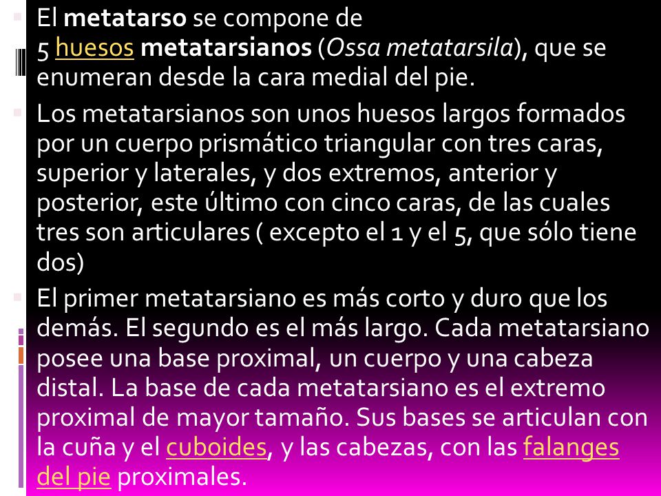 El metatarso se compone de 5 huesos metatarsianos (Ossa metatarsila), que se enumeran desde la cara medial del pie.