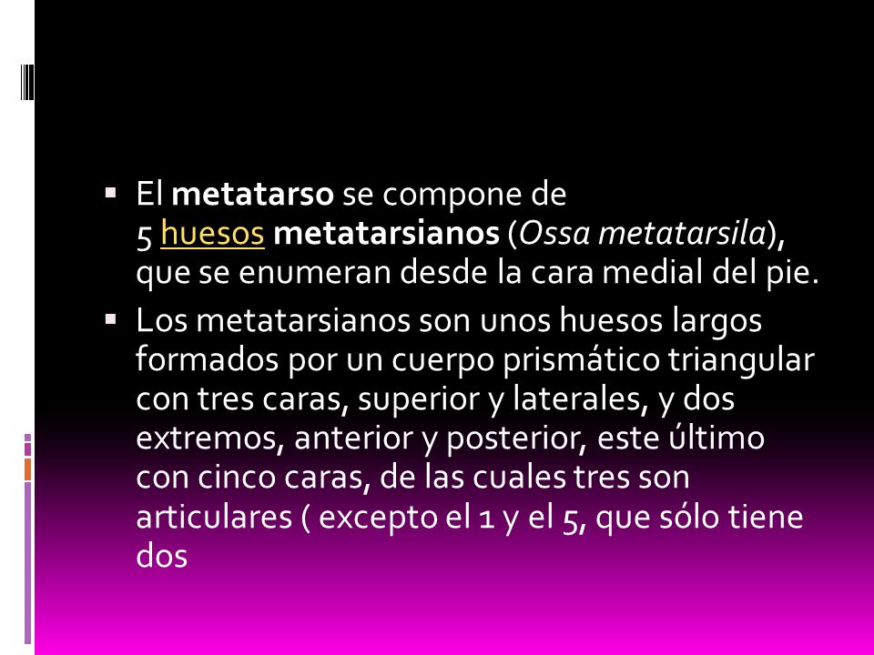 El metatarso se compone de 5 huesos metatarsianos (Ossa metatarsila), que se enumeran desde la cara medial del pie.