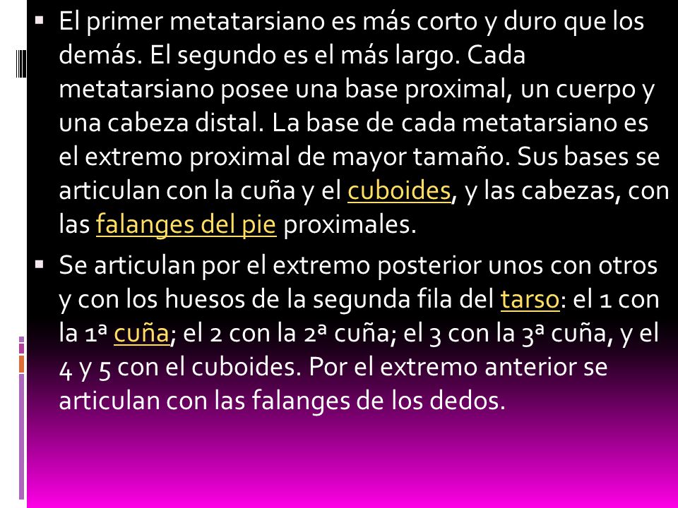 El primer metatarsiano es más corto y duro que los demás