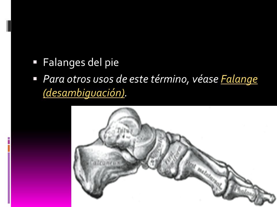 Falanges del pie Para otros usos de este término, véase Falange (desambiguación).
