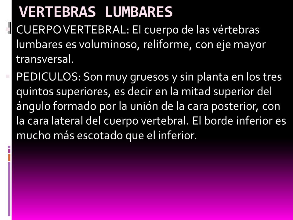 VERTEBRAS LUMBARES CUERPO VERTEBRAL: El cuerpo de las vértebras lumbares es voluminoso, reliforme, con eje mayor transversal.
