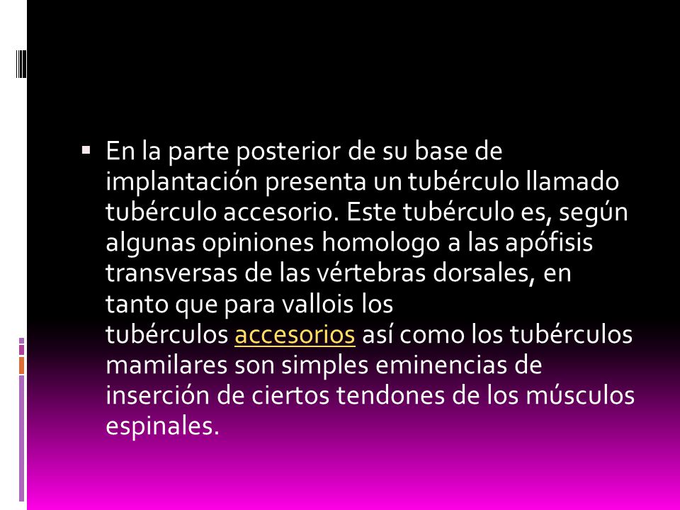 En la parte posterior de su base de implantación presenta un tubérculo llamado tubérculo accesorio.