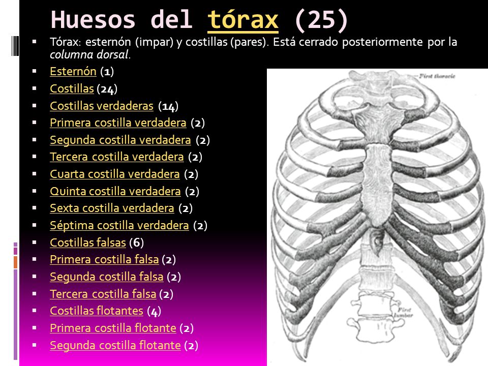 Huesos del tórax (25) Tórax: esternón (impar) y costillas (pares). Está cerrado posteriormente por la columna dorsal.