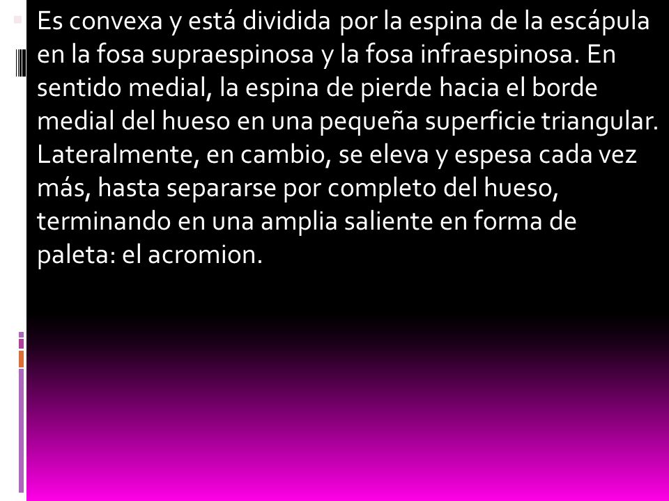 Es convexa y está dividida por la espina de la escápula en la fosa supraespinosa y la fosa infraespinosa.
