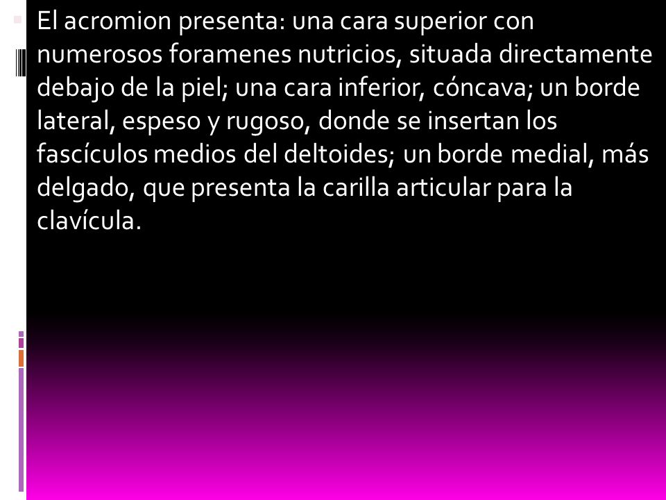 El acromion presenta: una cara superior con numerosos foramenes nutricios, situada directamente debajo de la piel; una cara inferior, cóncava; un borde lateral, espeso y rugoso, donde se insertan los fascículos medios del deltoides; un borde medial, más delgado, que presenta la carilla articular para la clavícula.