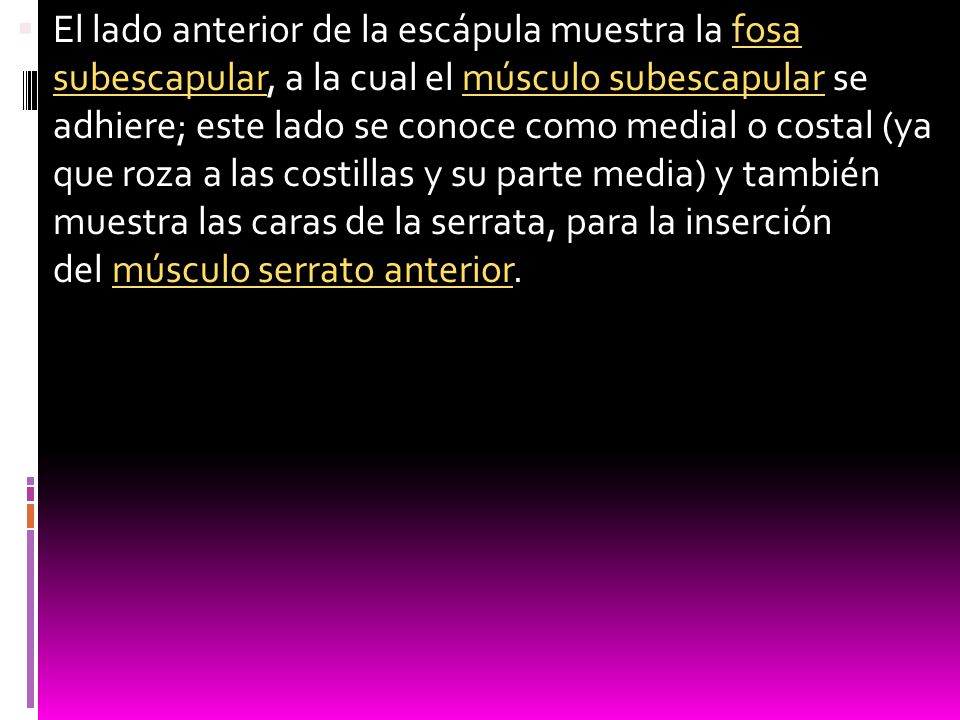 El lado anterior de la escápula muestra la fosa subescapular, a la cual el músculo subescapular se adhiere; este lado se conoce como medial o costal (ya que roza a las costillas y su parte media) y también muestra las caras de la serrata, para la inserción del músculo serrato anterior.