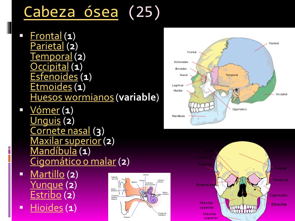 Cabeza ósea (25) Frontal (1) Parietal (2) Temporal (2) Occipital (1) Esfenoides (1) Etmoides (1) Huesos wormianos (variable)