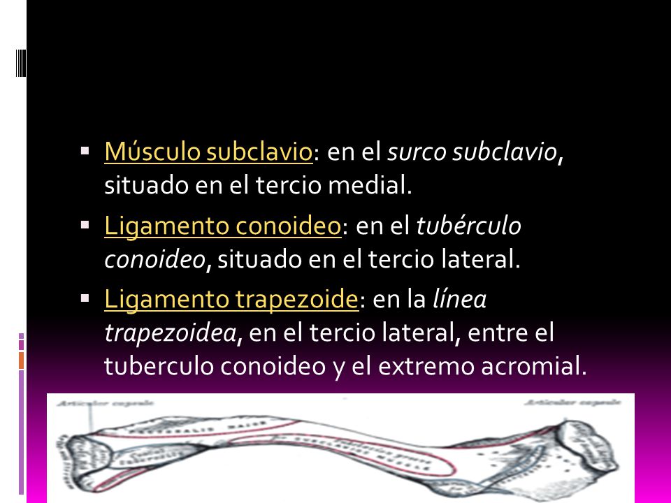 Músculo subclavio: en el surco subclavio, situado en el tercio medial.