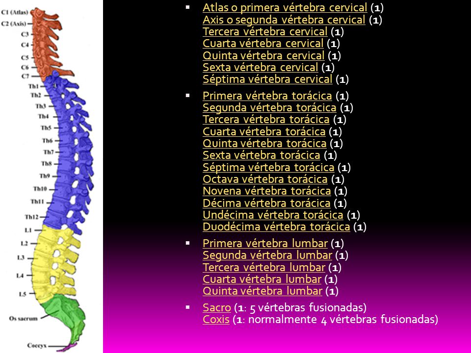 Atlas o primera vértebra cervical (1) Axis o segunda vértebra cervical (1) Tercera vértebra cervical (1) Cuarta vértebra cervical (1) Quinta vértebra cervical (1) Sexta vértebra cervical (1) Séptima vértebra cervical (1)