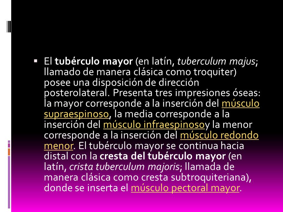 El tubérculo mayor (en latín, tuberculum majus; llamado de manera clásica como troquiter) posee una disposición de dirección posterolateral.