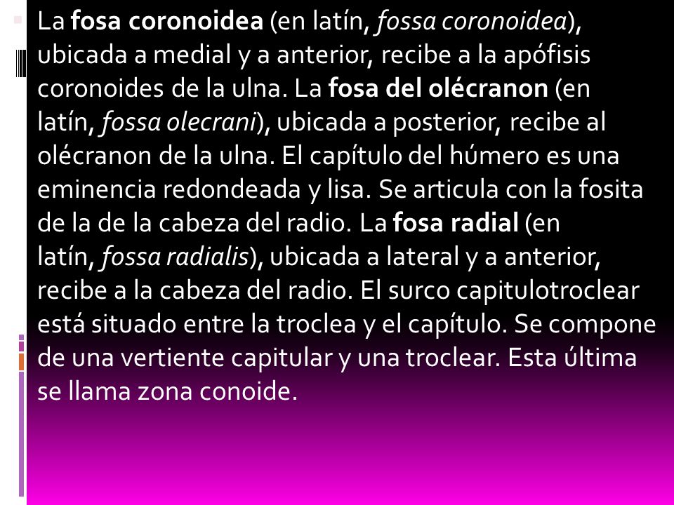 La fosa coronoidea (en latín, fossa coronoidea), ubicada a medial y a anterior, recibe a la apófisis coronoides de la ulna.