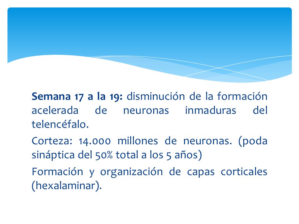 Semana 17 a la 19: disminución de la formación acelerada de neuronas inmaduras del telencéfalo.